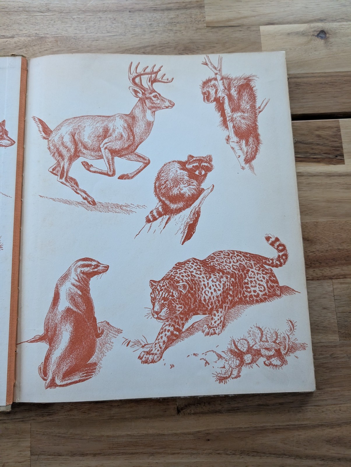 1934 Homes And Habits Of Wild Animals Walter Weber Book Illustrated FULL COLOR
