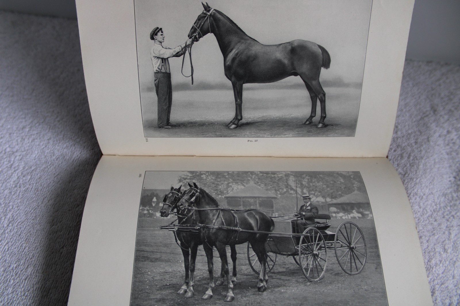 I.C.S. Reference Libray Swine, Sheep, Horses, Mules, Ponies, Asses 1912 HC illus