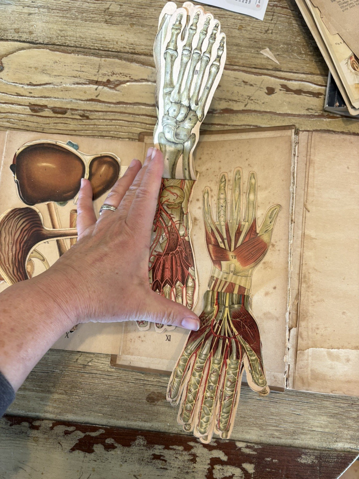 Antique Bilz Supplement-Band Interactive Anatomical Flap Book c1905–1912 Leipzig