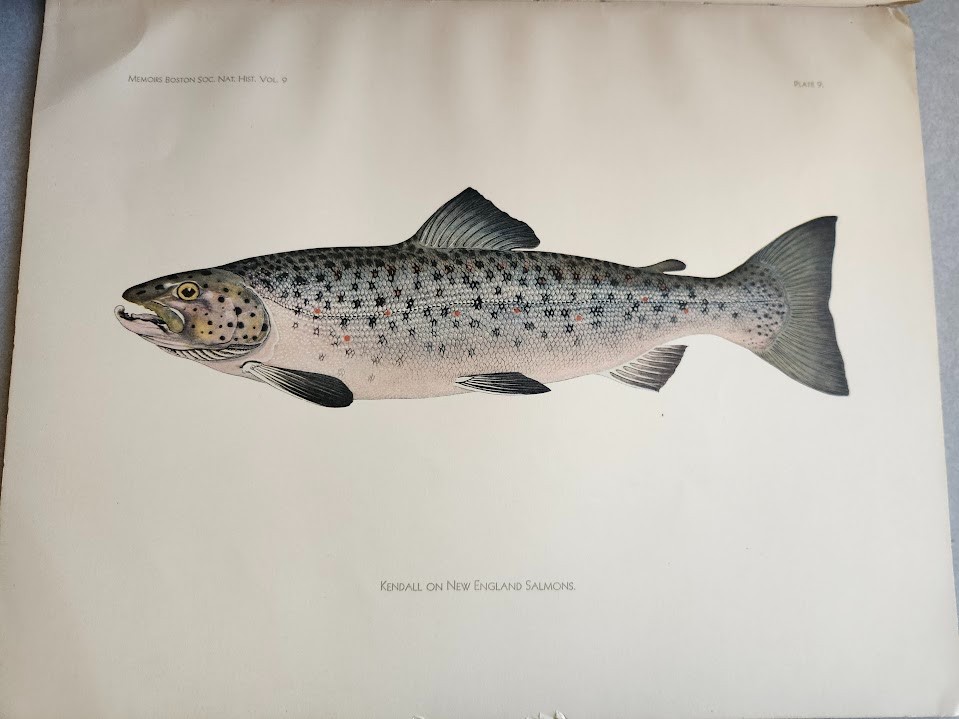 Salmon Family Fishes of New England Boston Society Natural History Kendall 1935!