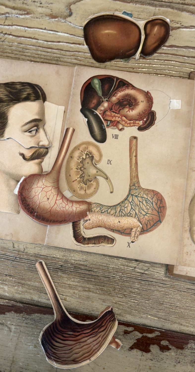 Antique Bilz Supplement-Band Interactive Anatomical Flap Book c1905–1912 Leipzig