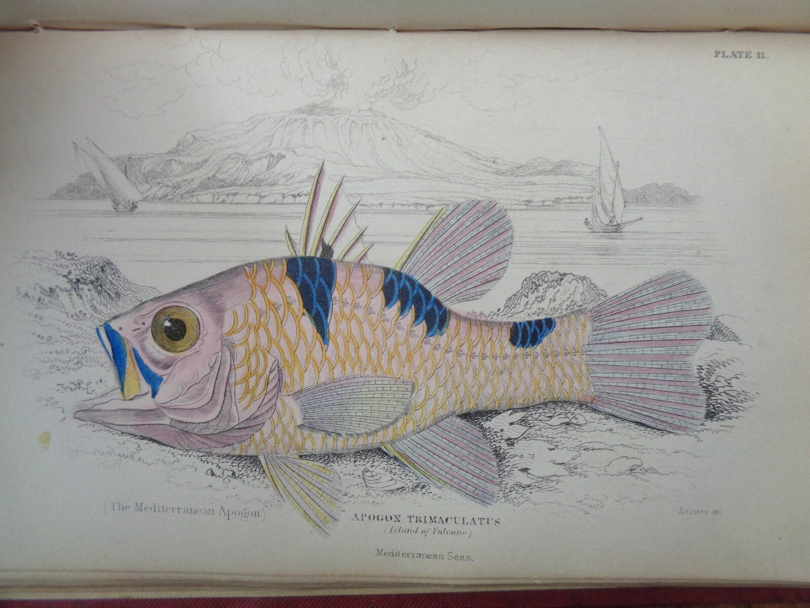 1852 FISHES OF THE PERCH FAMILY by JARDINE 33 COL PLTS NATURALIST’S ICHTHYOLOGY