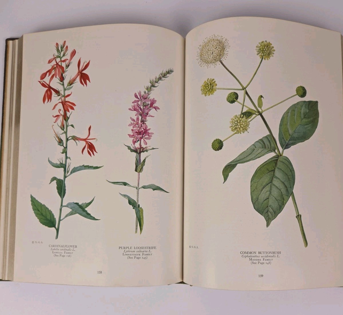 The Book of Wild Flowers (Hardcover) by William Joseph Showalter 1933