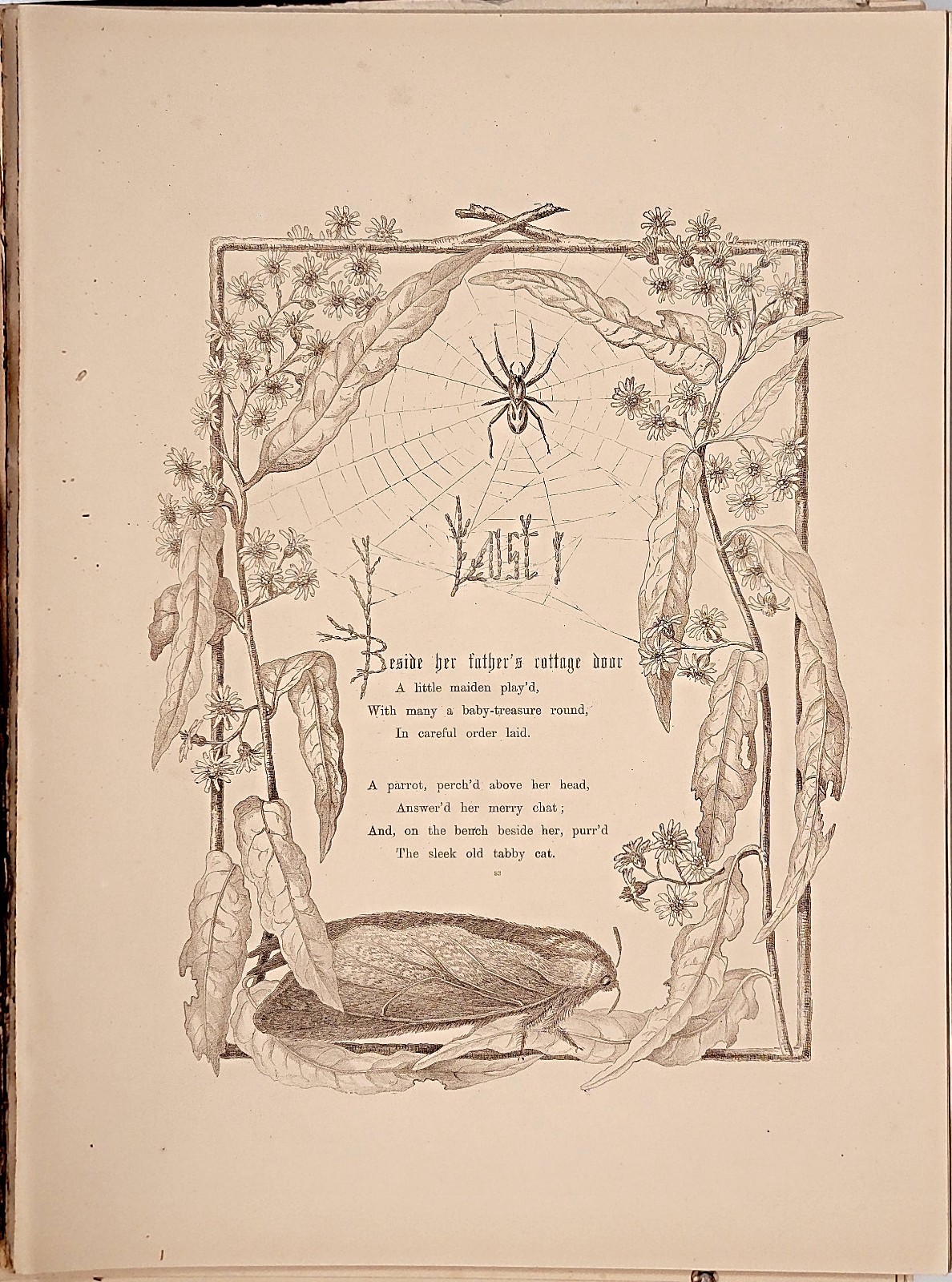 Louisa Meredith Tasmania 1860 Spider Web Insect Leaf Victorian Art