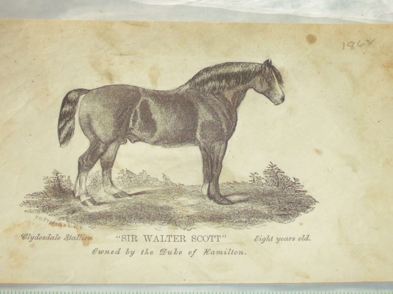 Plate XLV 1862 Clydesdale Stallion “ Sir Walter Scott “ Owner Duke of Hamilton