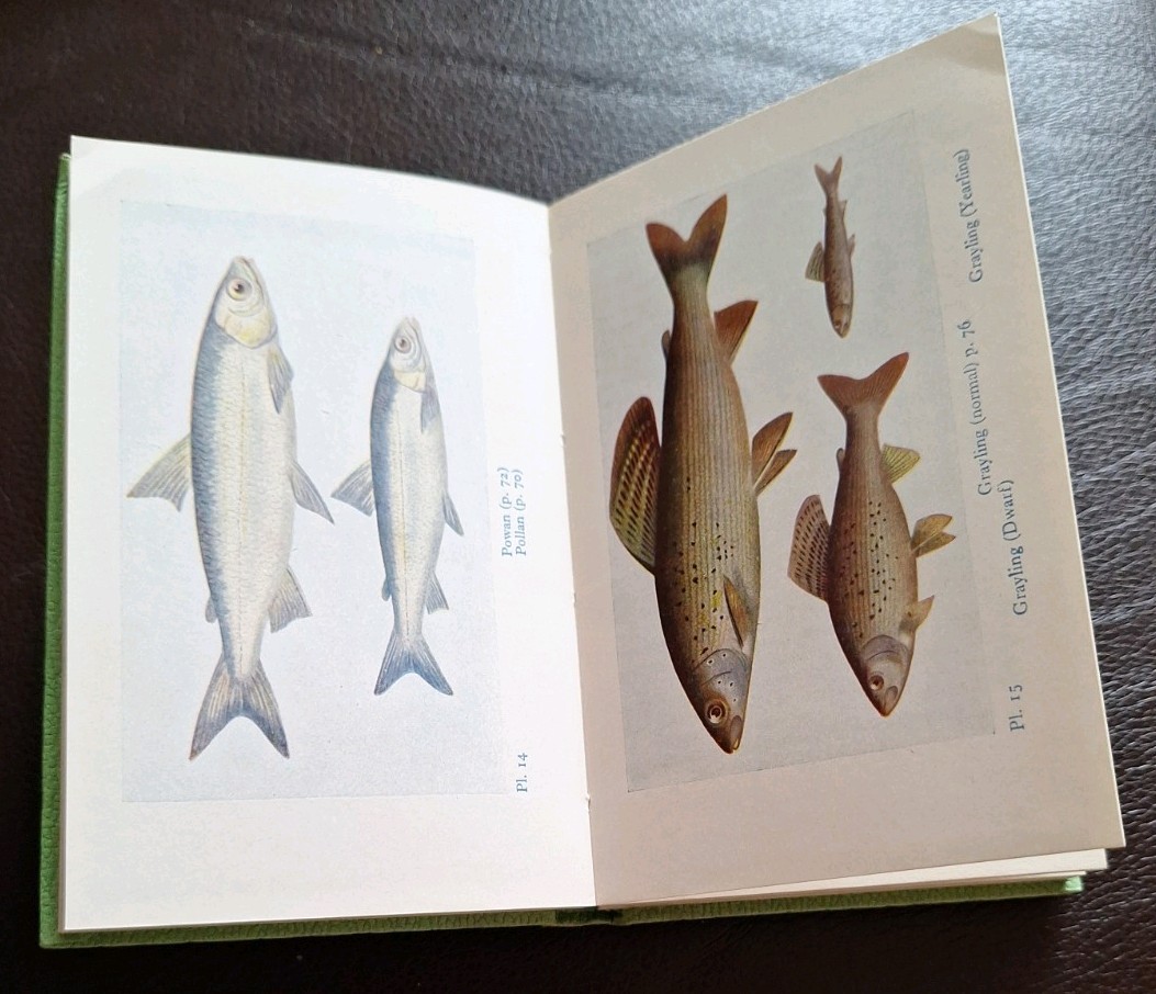 The Observer’s Book of Freshwater Fishes #6 (A.Laurence Wells – 1961)