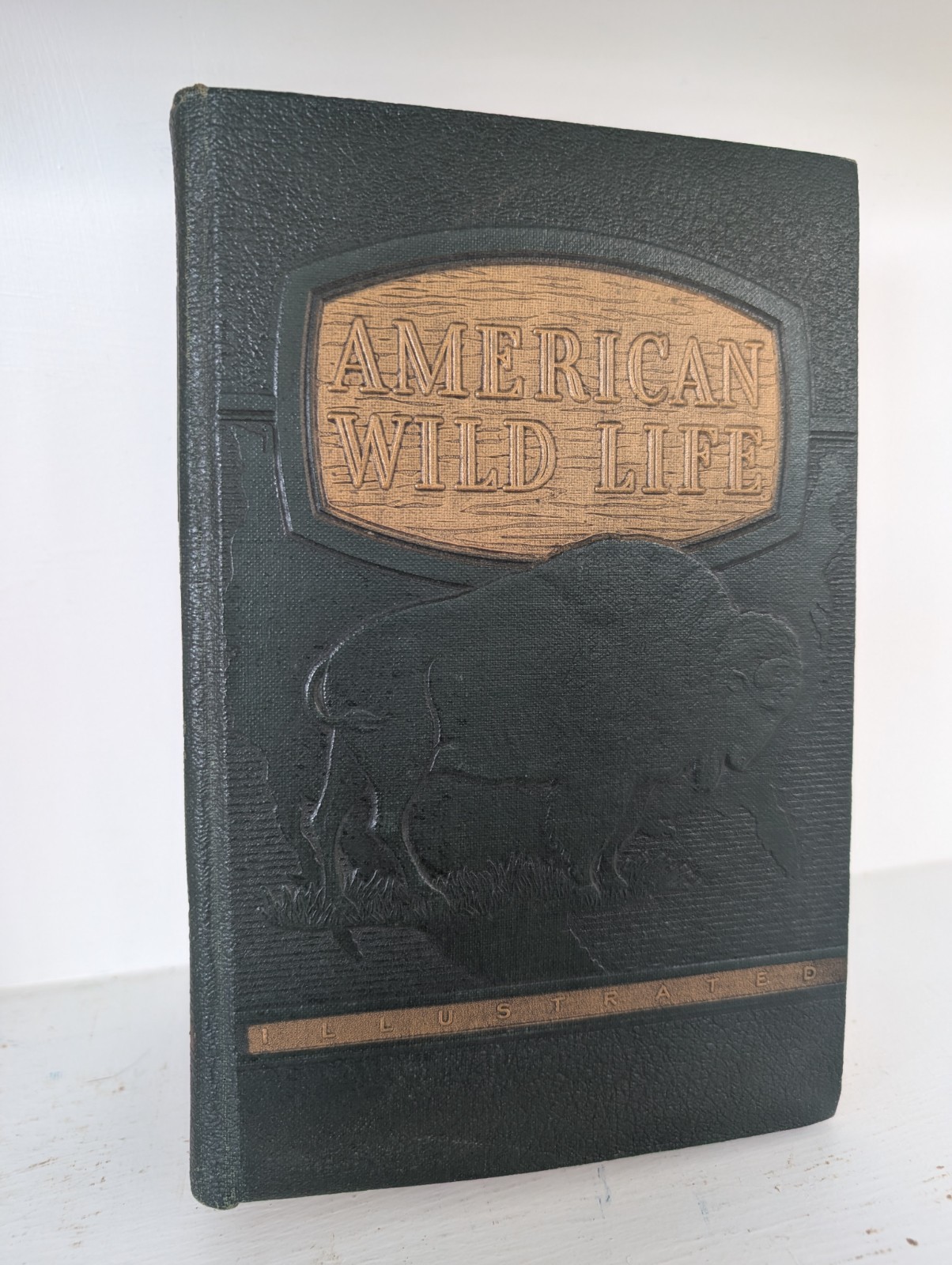 Vintage 1949 American Wild Life Hard Back Book Illustrated Wise & Co.