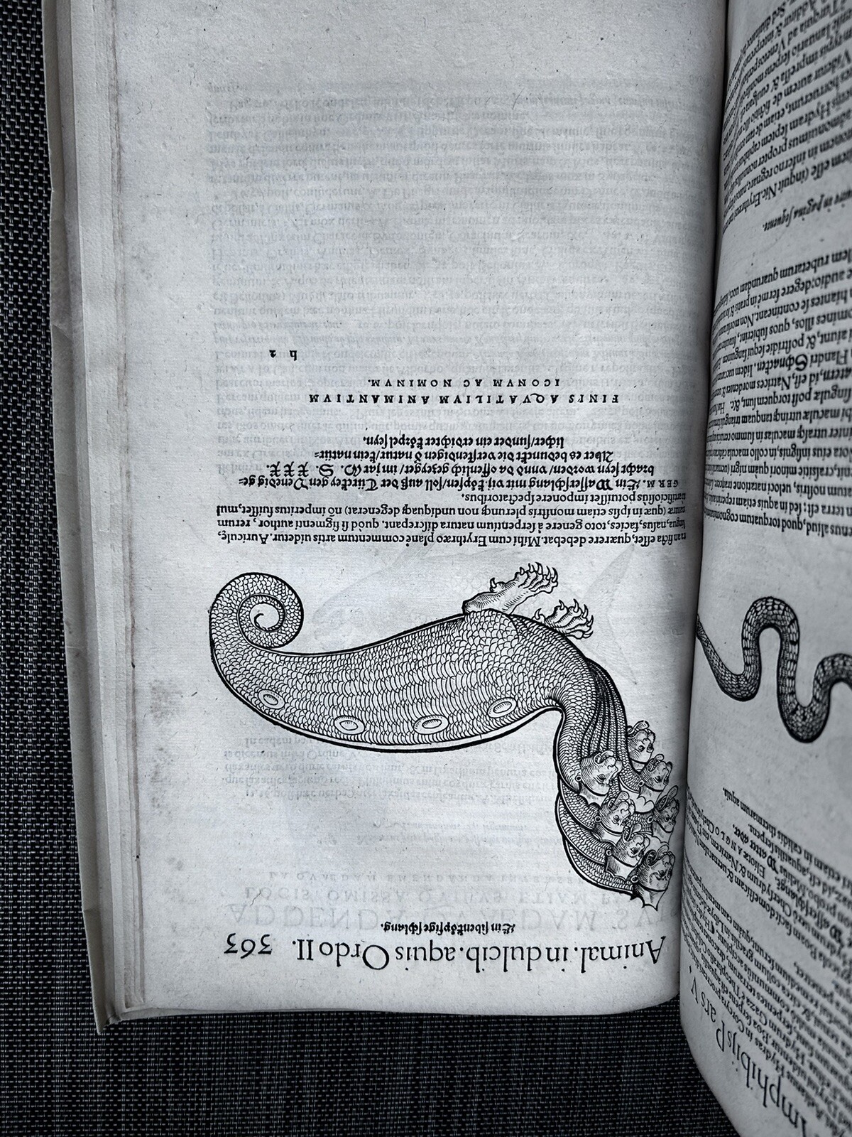 1560 GESNER on FISH AQUATIC ANIMALS SEA MONSTERS Renaissance ICHTHYOLOGY PMM