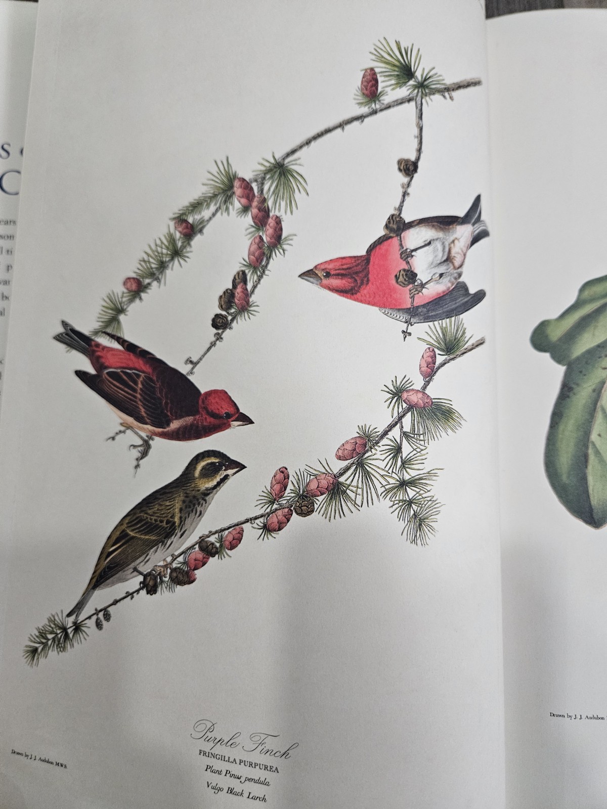 The Birds Of America By John James Audubon