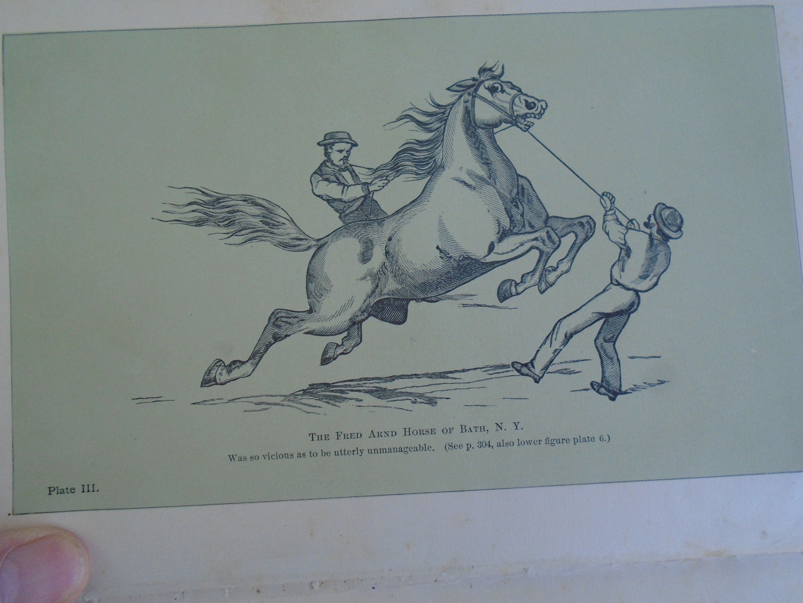 Taming and Educating Horses by D. Magner, 1877, 1112 Pages, 4 1/2 lbs!
