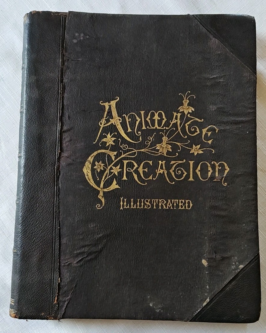 1898 Animate Creation Vol IV Oranthology Illustrated Our Living World Book