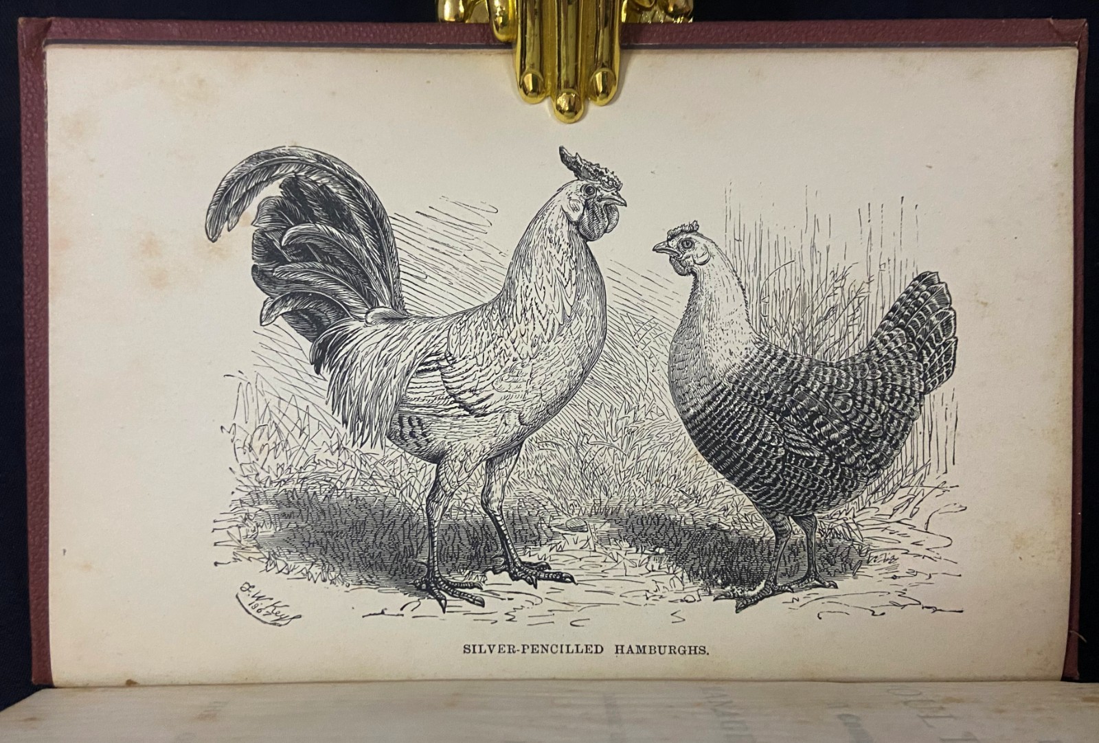 1880s THE PRACTICAL POULTRY KEEPER Farming & Natural History WRIGHT Antique Book