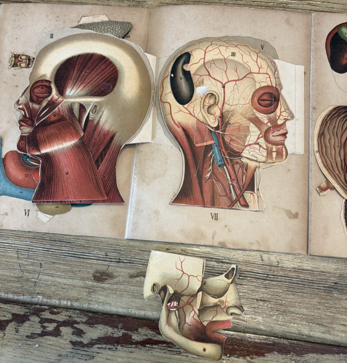 Antique Bilz Supplement-Band Interactive Anatomical Flap Book c1905–1912 Leipzig