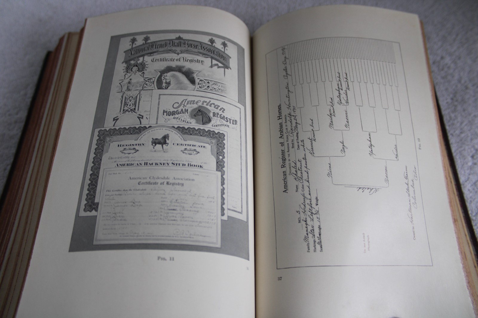 I.C.S. Reference Libray Swine, Sheep, Horses, Mules, Ponies, Asses 1912 HC illus