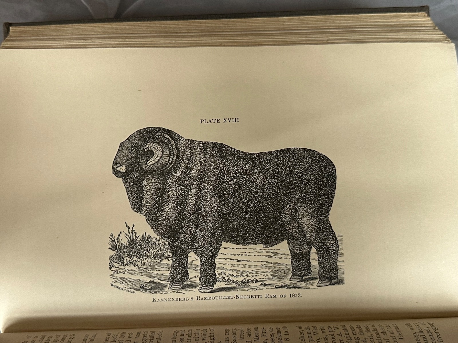 Commissioner of Agriculture Report 1875 US Gov Publication Animal Illustrations