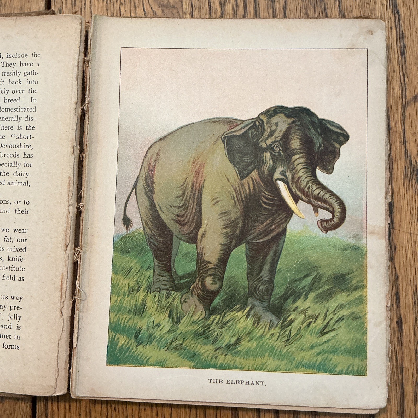 1901 Wood’s Natural History for Young People HB Illustrated