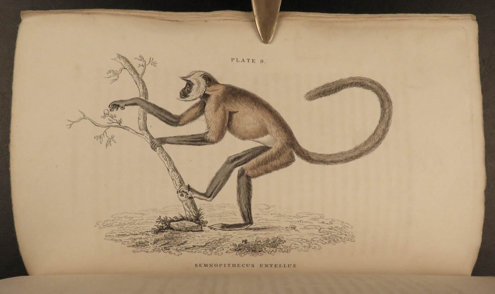 1833 1ed MONKEY Evolution Primate Chimpanzee Orangutan Color Illustrated Jardine
