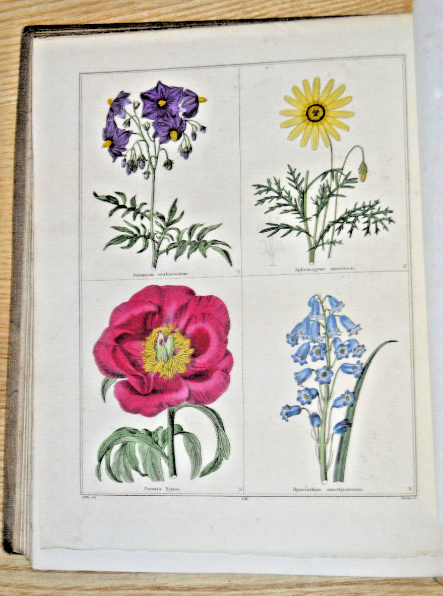 The Botanic Garden by Benjamin Maund Vol 1 to 7 – 167 fine hand coloured plates
