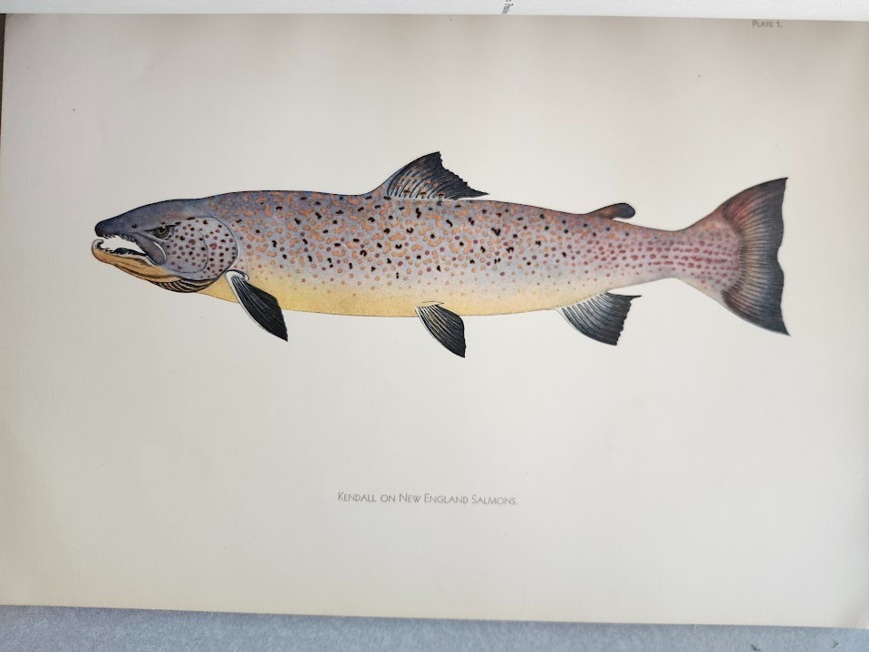 Salmon Family Fishes of New England Boston Society Natural History Kendall 1935!