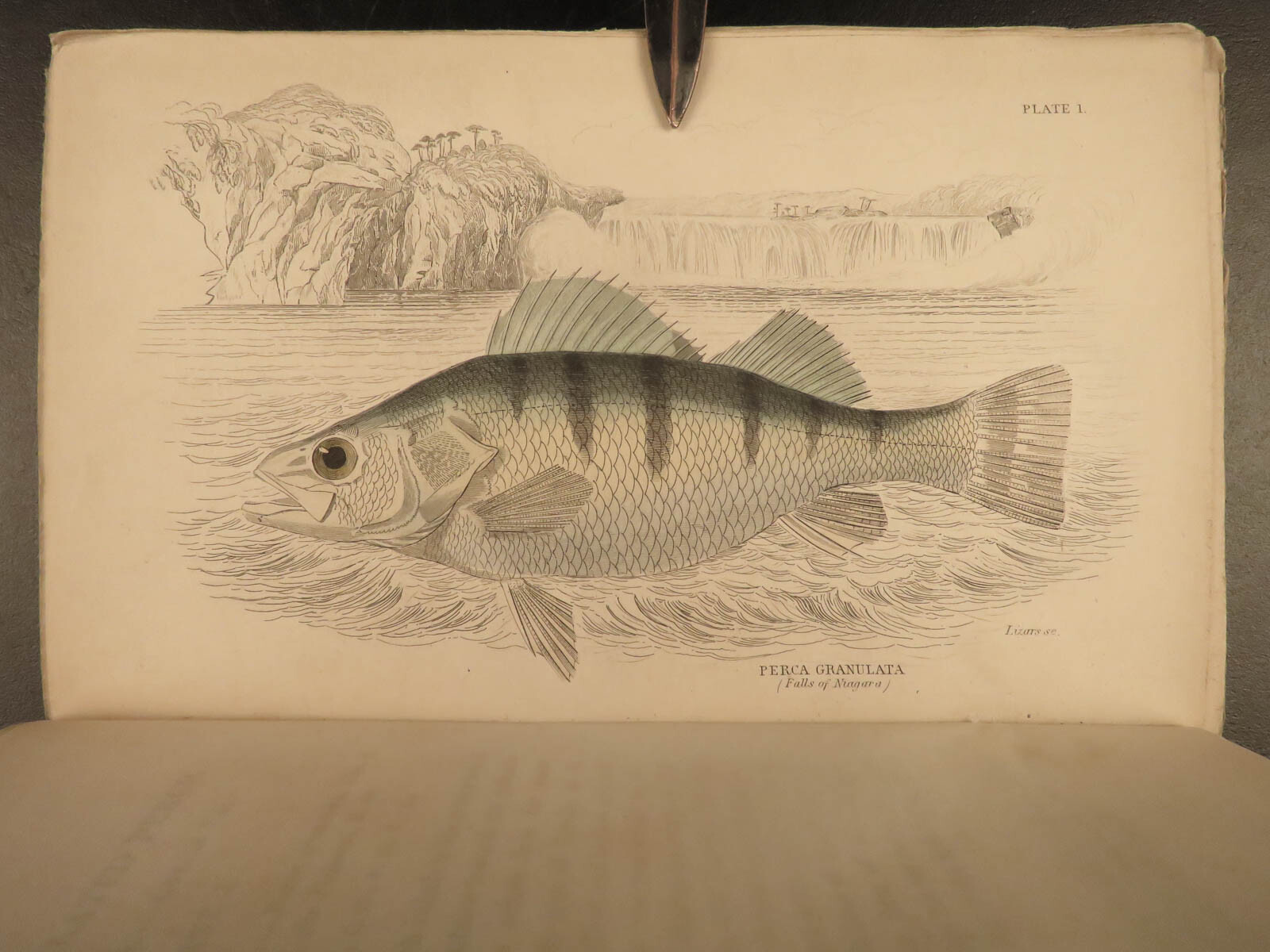 1835 Jardine Naturalist FISH Ichthyology Perch Black Bass Hawkfish FISHING