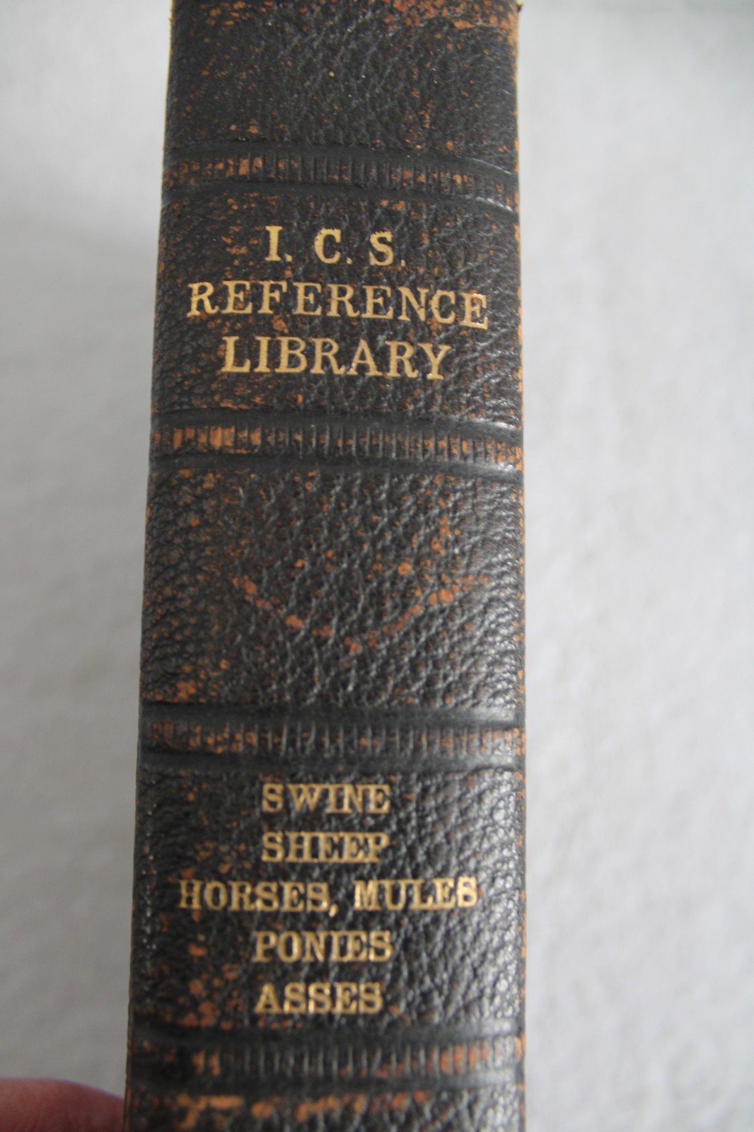 I.C.S. Reference Libray Swine, Sheep, Horses, Mules, Ponies, Asses 1912 HC illus
