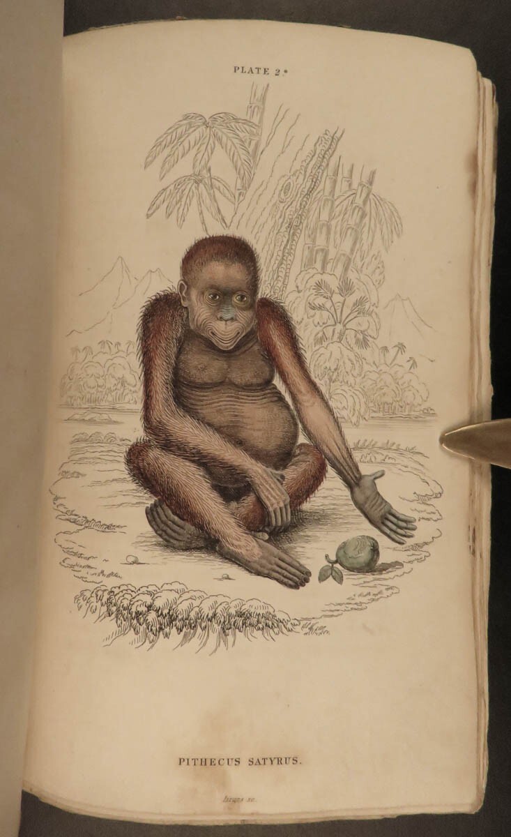1833 1ed MONKEY Evolution Primate Chimpanzee Orangutan Color Illustrated Jardine