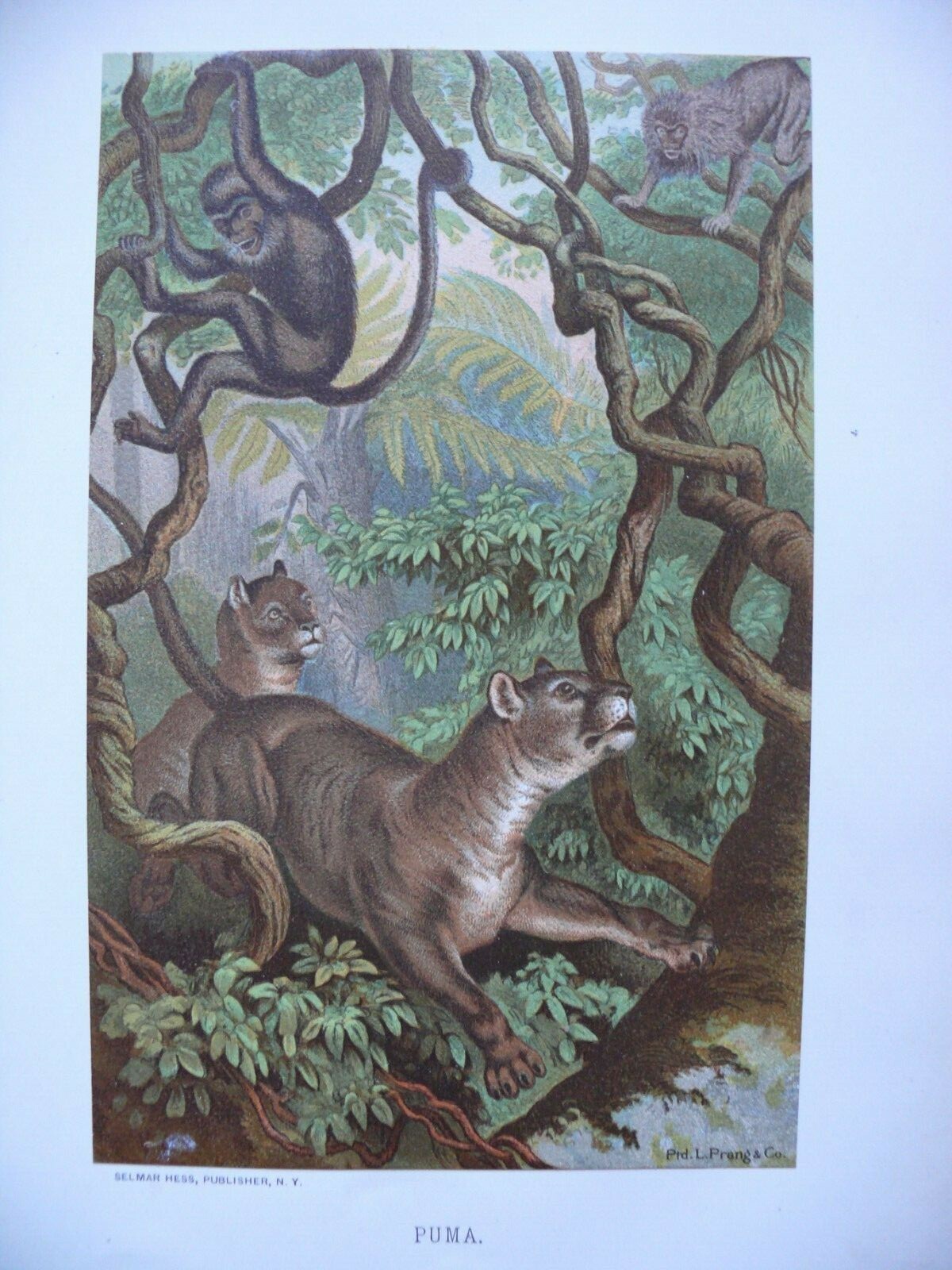 ANIMATE CREATION: OUR LIVING WORLD Vol. 1 by J. Wood. New York: Selmar Hess 1898