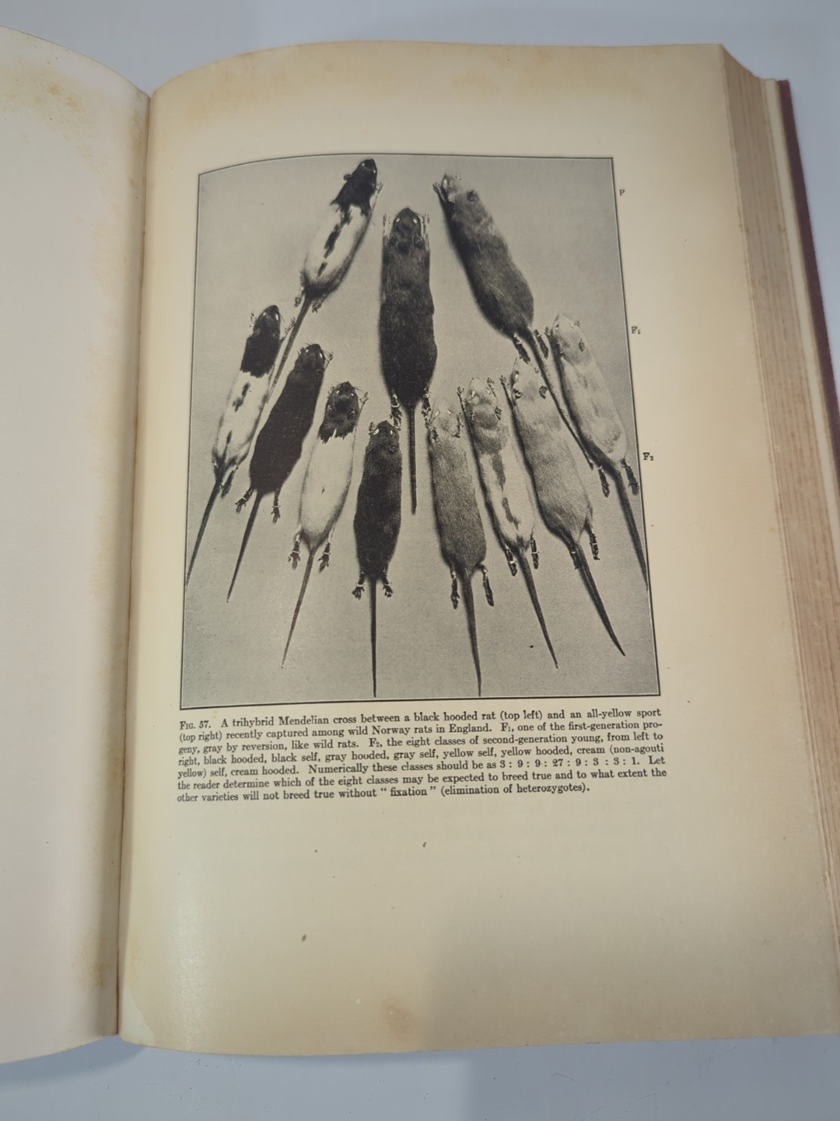 Genetics and Eugenics, A Text-Book for Students of Biology By W.E. Castle 1925