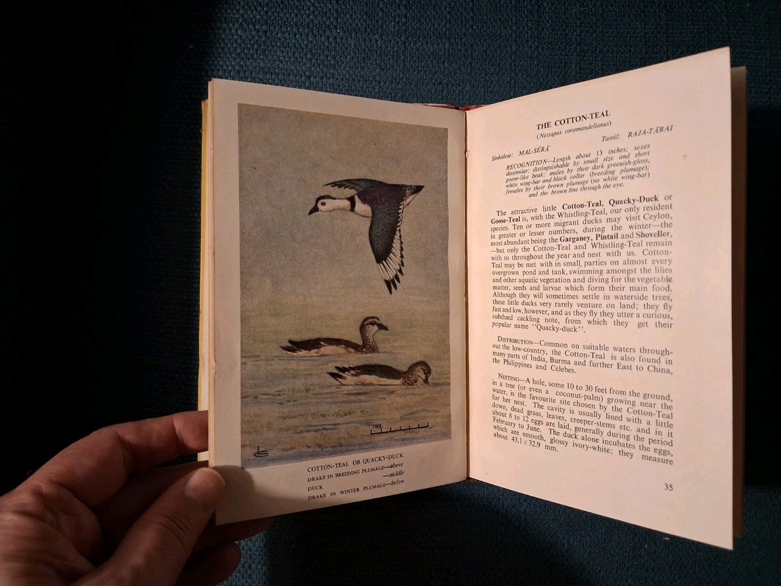 BIRDS OF CEYLON By W.W.A. Phillips Volume 2 From 1952 Sri Lanka 1st Edition Book