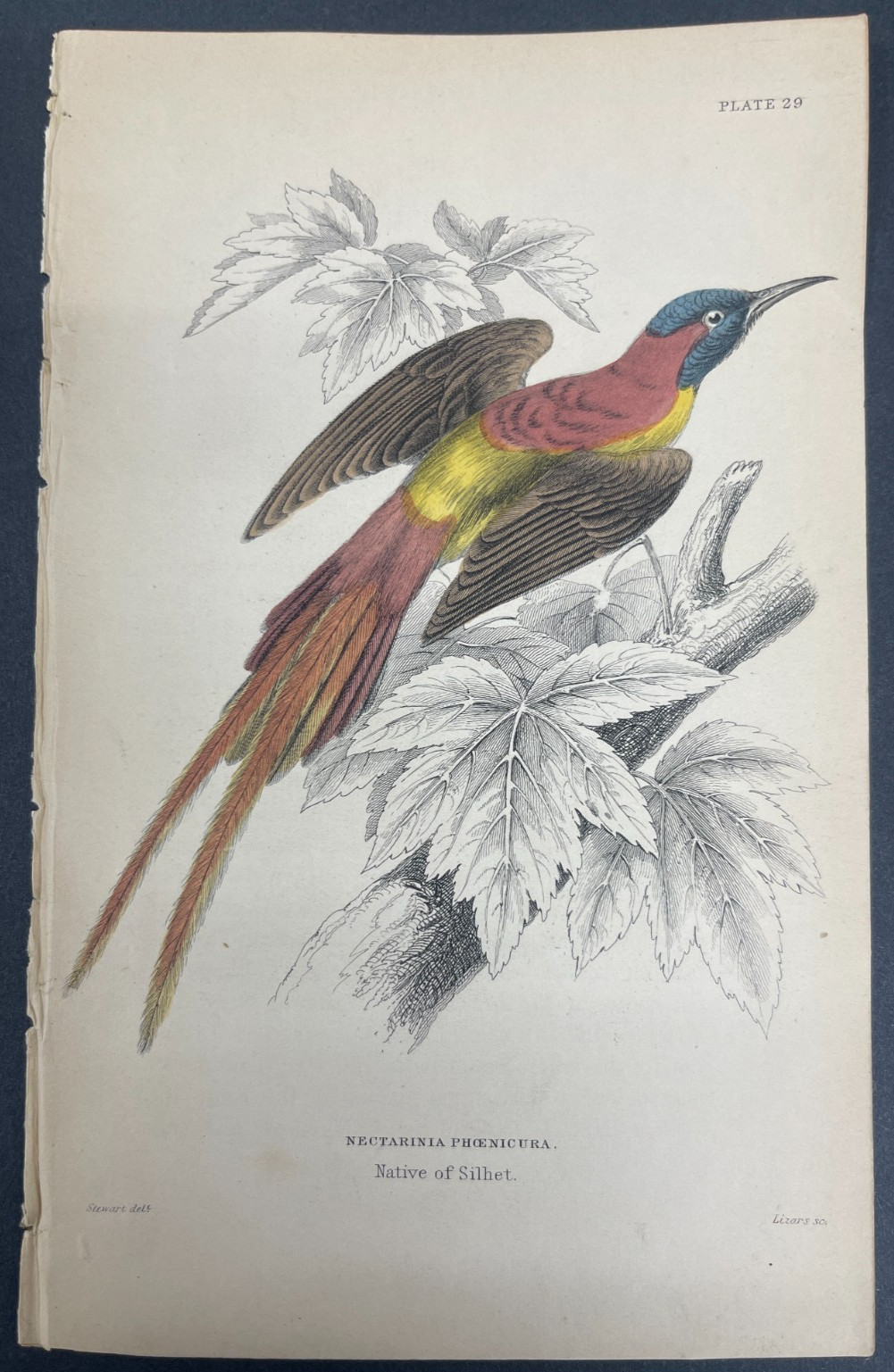 FREE SHIPPING! Birds, Jardine, Naturalist’s Ornithology Library, 1840, Humming