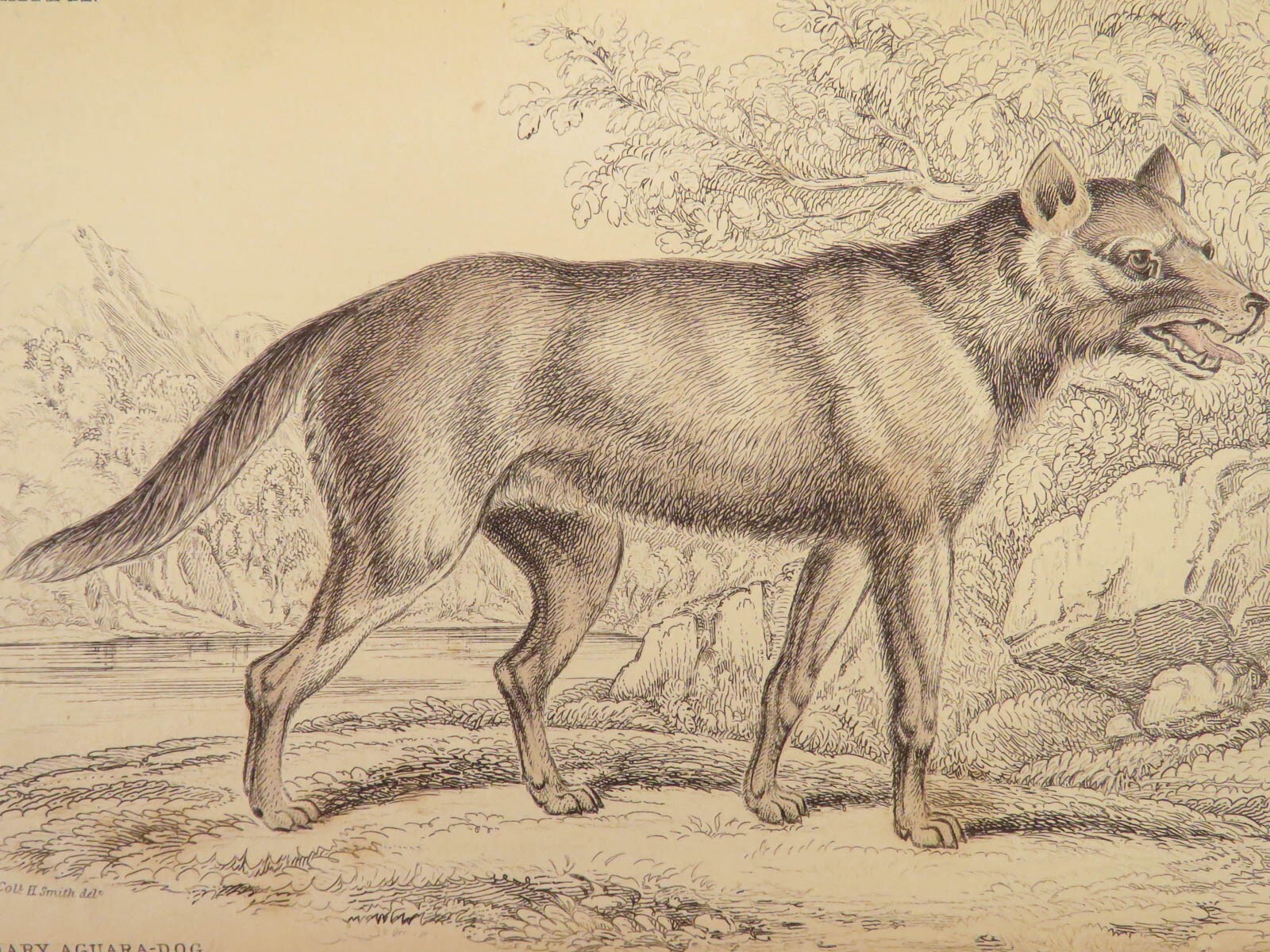 1839 DOGS & Wolves 1ed Huskies Hyenas FOX Jardine Naturalist Illustrated Canines
