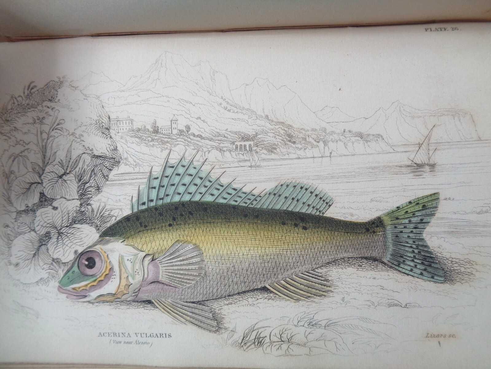 1852 FISHES OF THE PERCH FAMILY by JARDINE 33 COL PLTS NATURALIST’S ICHTHYOLOGY