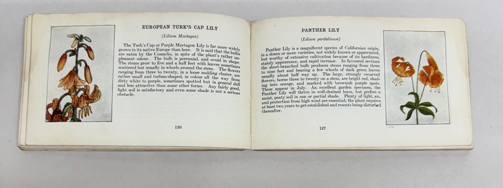 Pocket Library Garden Library 4 Seasons Ellen Eddy Shaw 1917