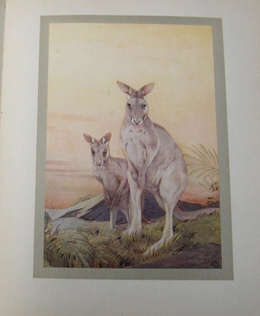 1911 The Book of Baby Beasts- Detmold SIGNED 1st Edition