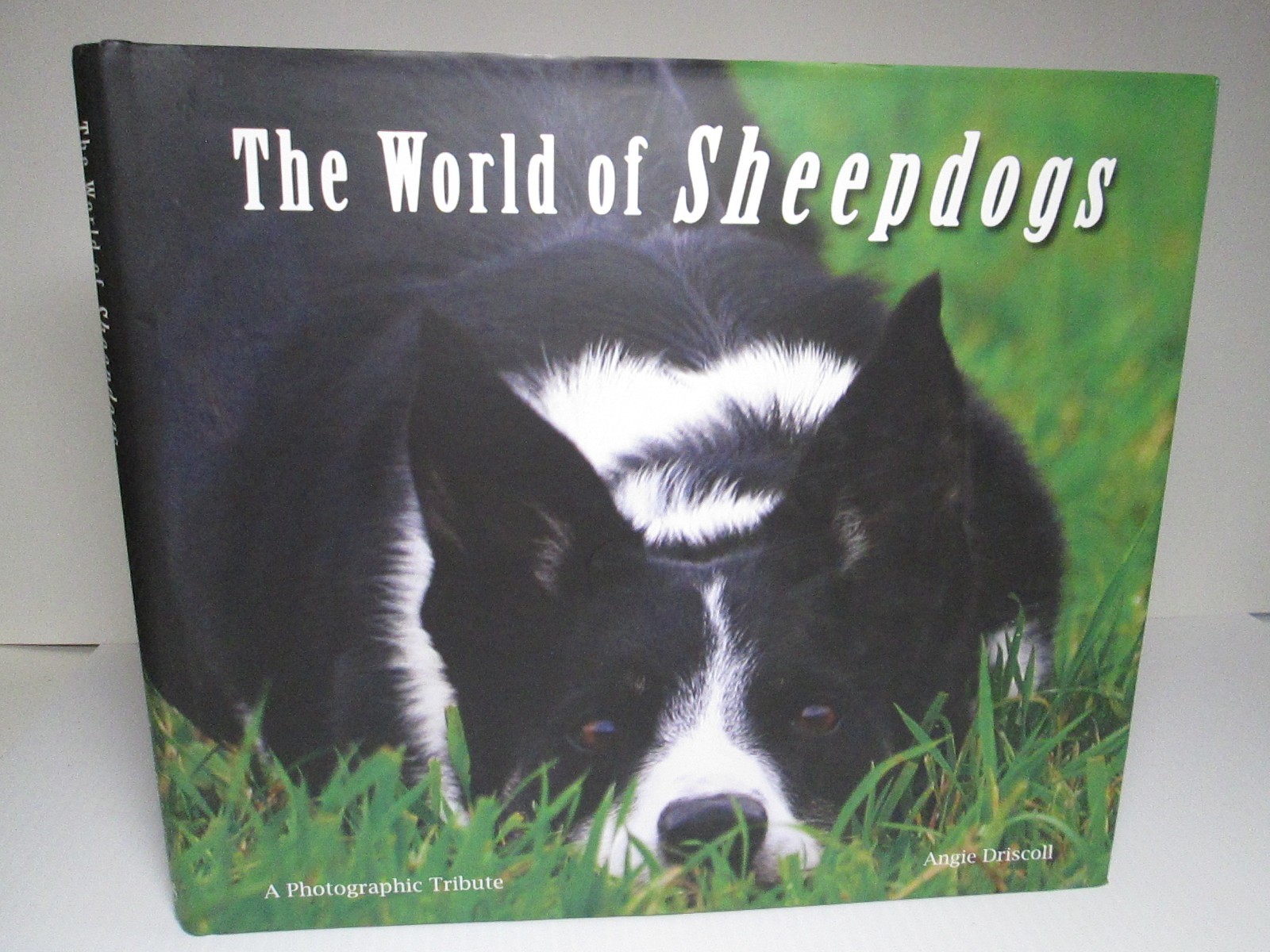 The World of Sheepdogs Photographic Tribute Angie Driscoll Sheep Dogs Kinloch UK