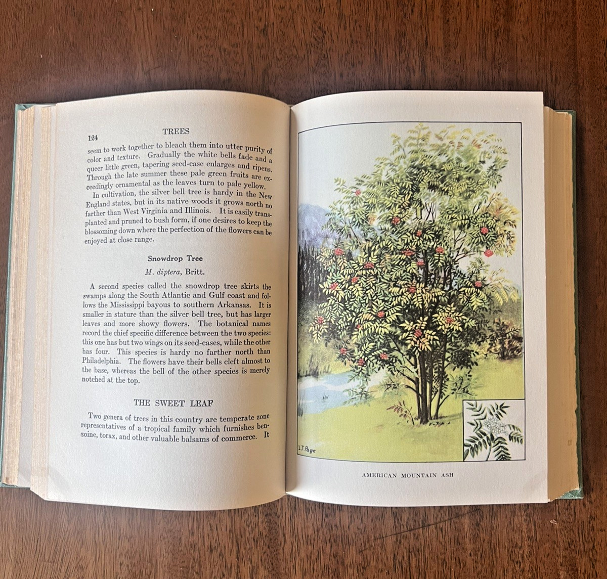 THE NATURE LIBRARY TREES Julia Ellen Rogers 1926 Illustrated HC