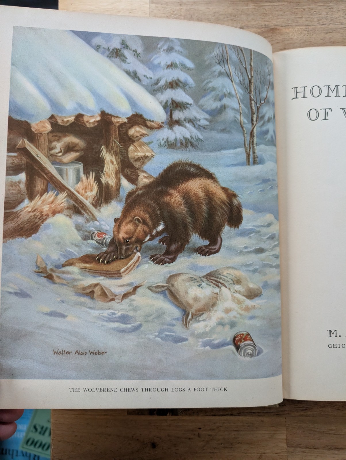 1934 Homes And Habits Of Wild Animals Walter Weber Book Illustrated FULL COLOR