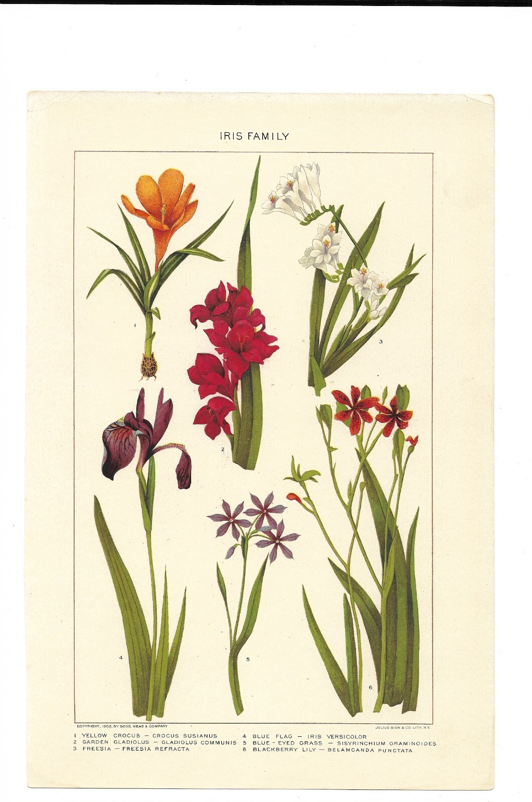 Colorful Vintage Iris Family original page by Julius Bien & Co. 1902