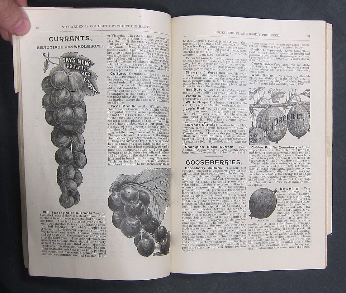 1890 Green’s Nursery Co. Catalog / Rochester New York / Illustrated