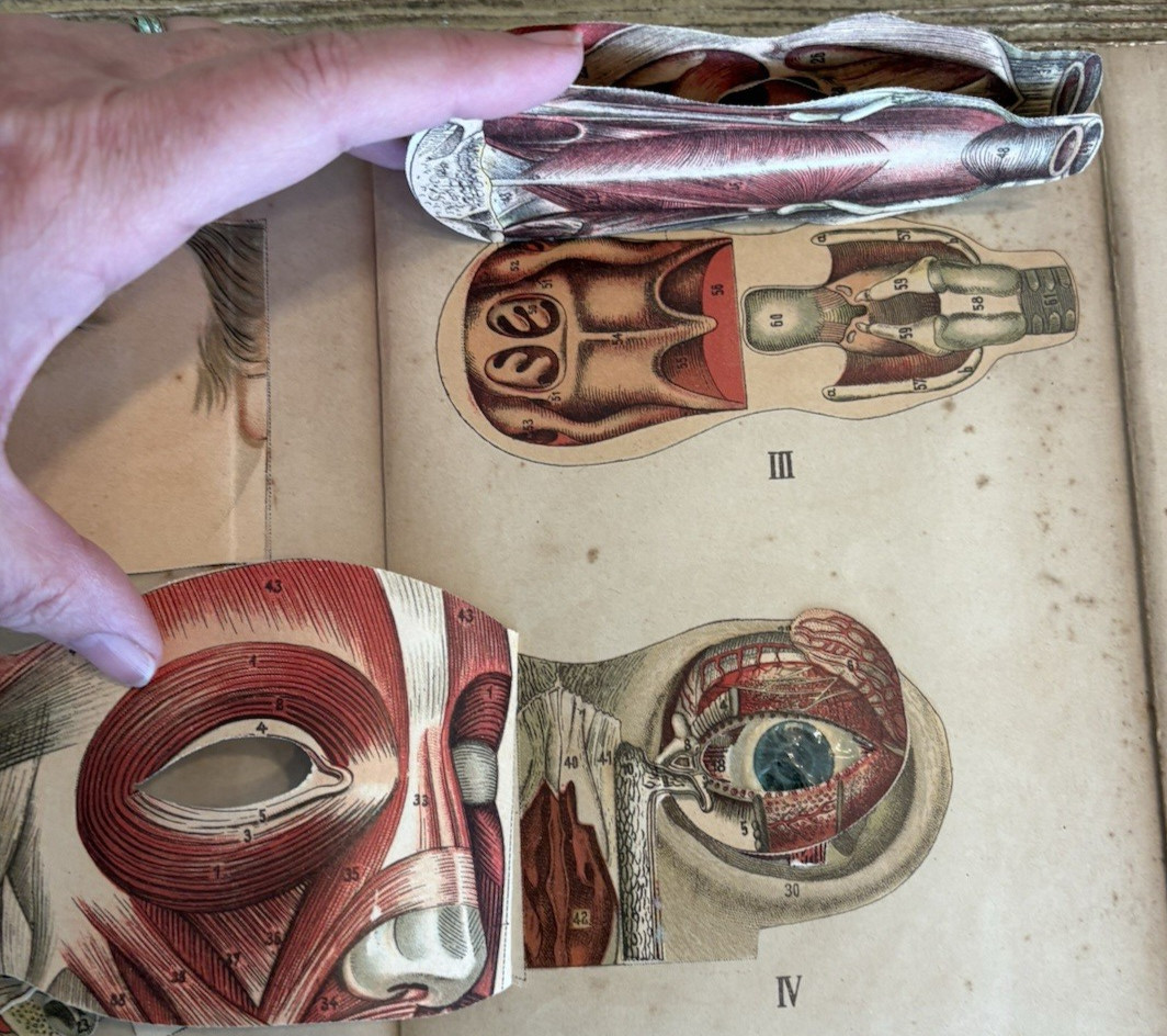 Antique Bilz Supplement-Band Interactive Anatomical Flap Book c1905–1912 Leipzig