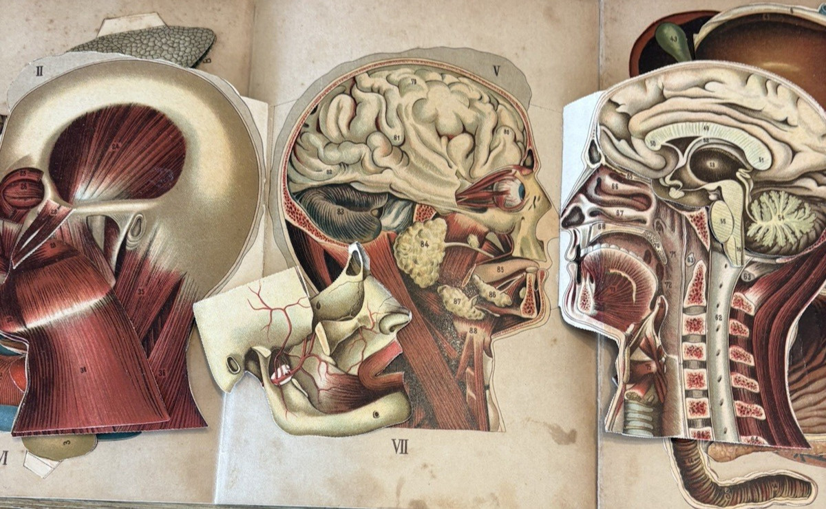 Antique Bilz Supplement-Band Interactive Anatomical Flap Book c1905–1912 Leipzig