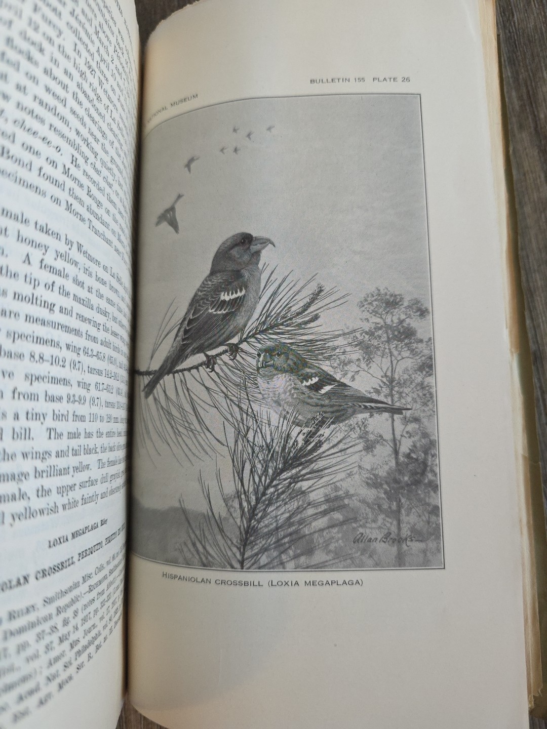 The Birds Of Haiti & The Dominican Republic. 1931 Smithsonian Institution. Vntg