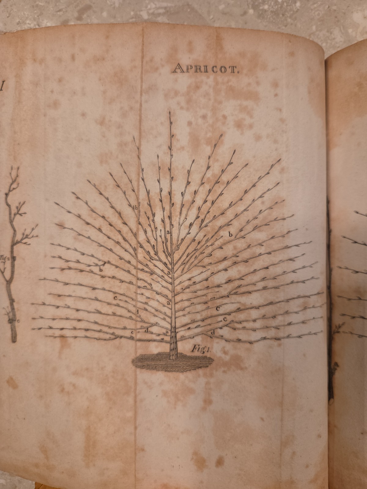 Antiquarian Book Fruit Tree Management Dendrology NICE ENGRAVINGS 19th C