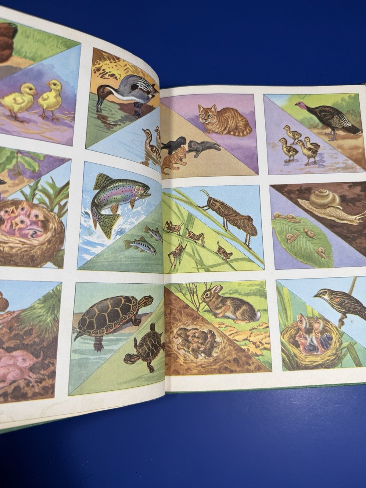 All Around Us Basic Studies in Science Book B. Curriculum foundation series.