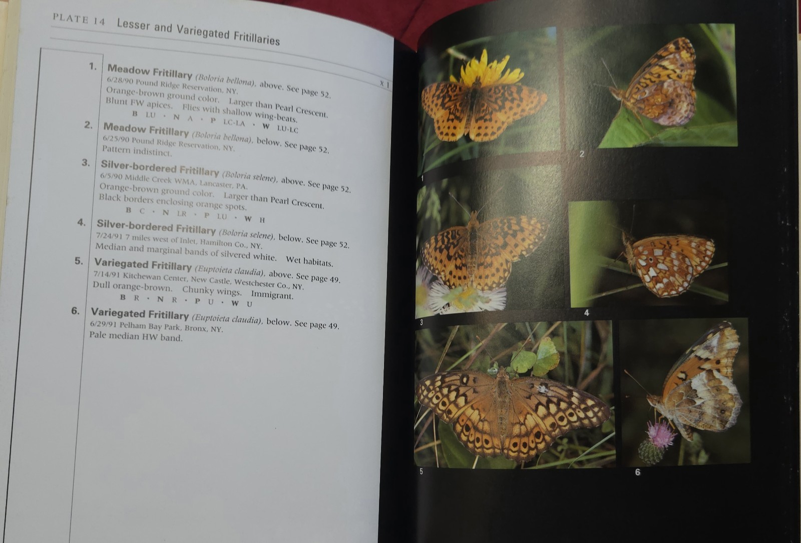Rare “Butterflies through Binoculars” GREAT Field Guide Book!