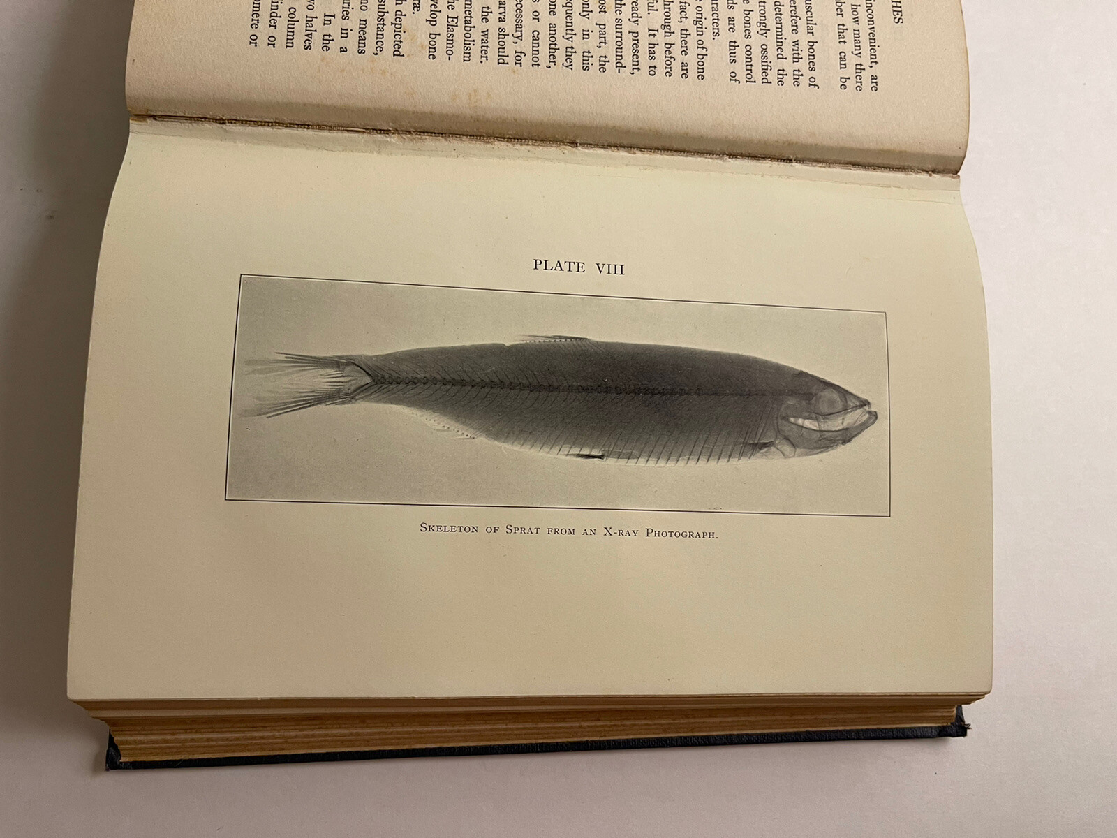 The Biology Of Fishes H.M. Kyle 1928 Fishing Anatomy Behavior Illustrated Photos