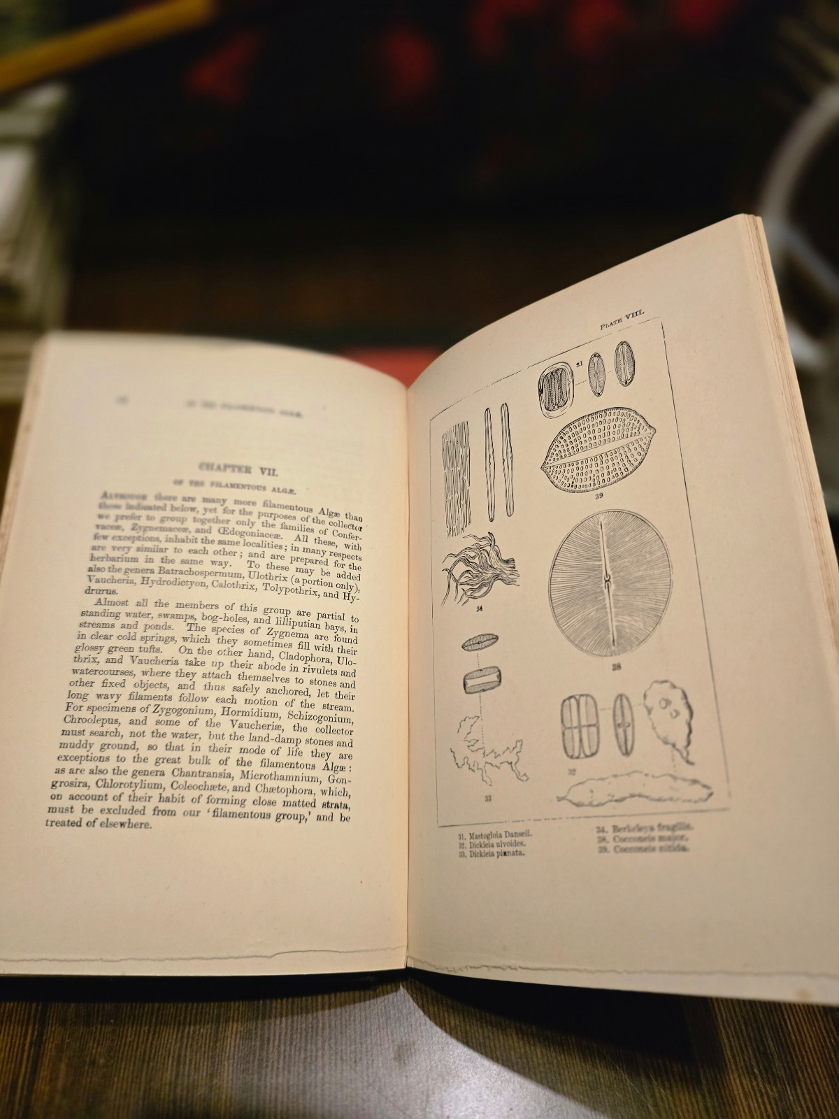 The Collector’s Handy-Book of Algae, Fungi, Lichens, Mosses by Johann Nave – …