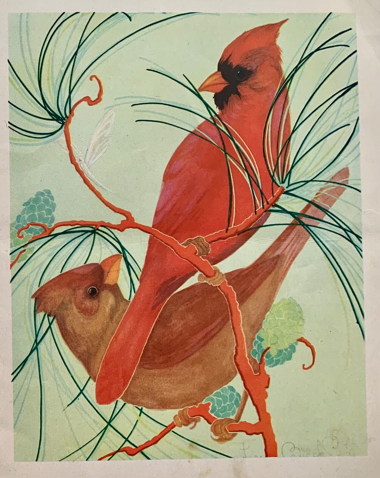 1943 FERN BISEL PEAT BIRDS WE KNOW SAALFIELD PUB CO ILLUSTRATED BOOK CARDINALS