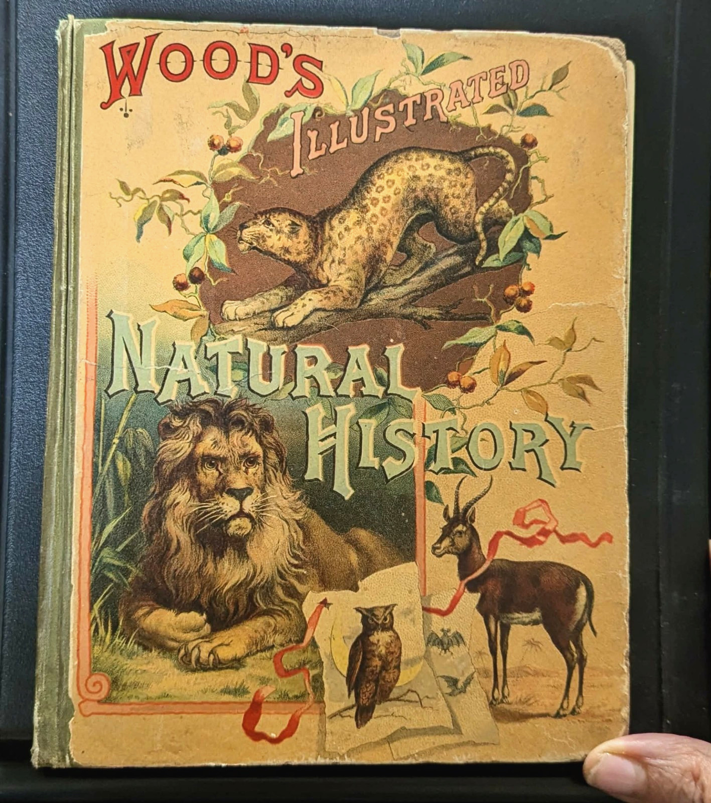 „Wood’s Illustrated Natural History by J. G. Wood 1882 H/C