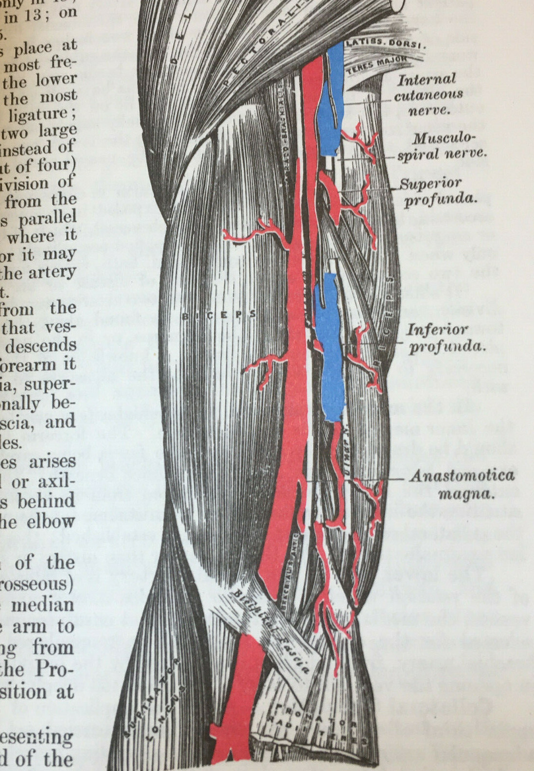 Grays Anatomy Illustrated Running Press 1901 Edition Reprint 1974 Hardcover